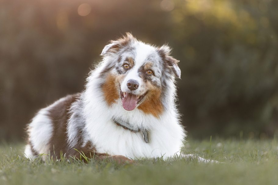 Hundefotografie Ein lächelnder Australian Shepherd liegt entspannt im Gras.